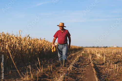 Senior farmer walking in corn field and examining crop before harvesting. © Zoran Zeremski