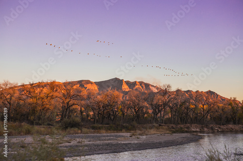 Big flock of geese flying over a beautiful river at sunrise