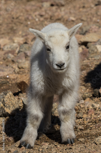 Cute Mountain Goat Kid