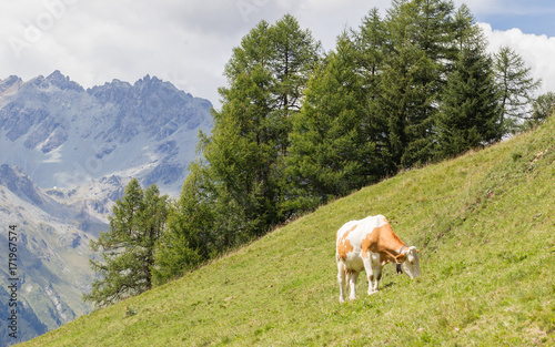 Milk cow in a meadow, Austria
