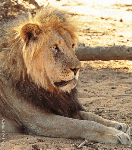 Old male lion side profile  resting in the african heat in Erindi