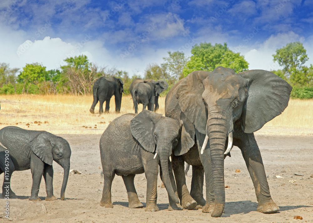 Herd of elephants on the Plains in mashonaland, which is on the shoreline of Lake Kariba, with a nice cloudscape
