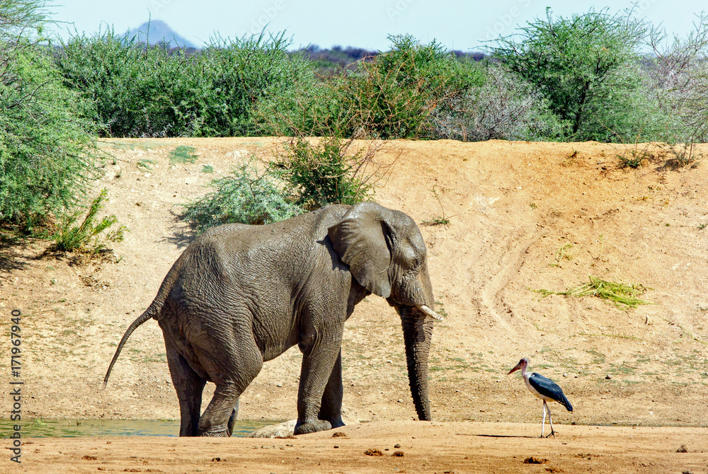 Fototapeta premium African elephant on the plains with a maribou stork in the background