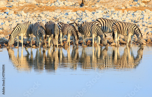 Dazzle of zebra drinking for a waterhole in Etosha National Park  Namibia