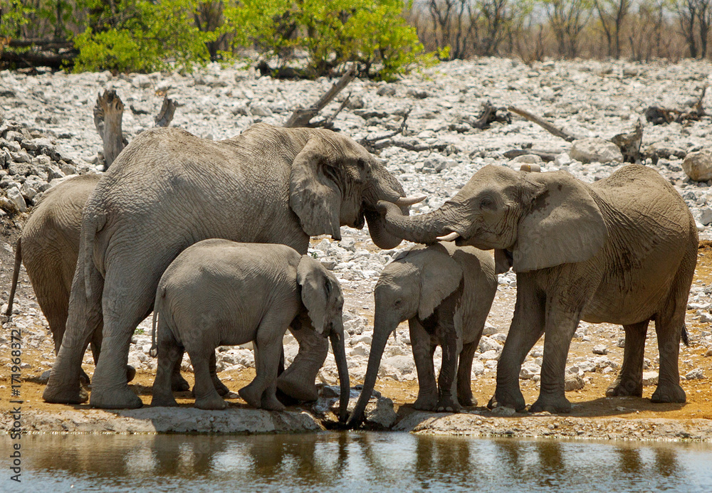Fototapeta premium Elephant family and calfs congregate at a waterhole in Etosha, Namibia