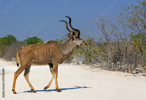 Kudu Bull walking across the dry dusty track with a vibrant clear blue sky in Etosha  Zimbabwe