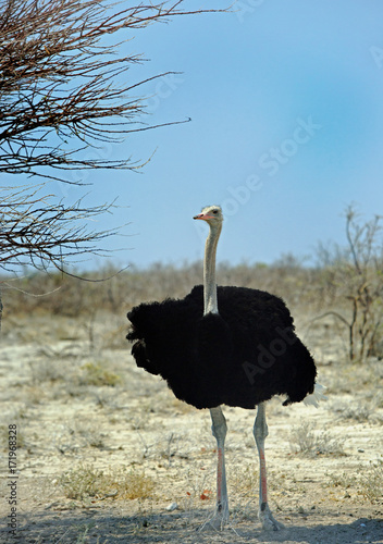 solitary Male Ostrich standing next to a tree with a clear bright blue sky in Etosha