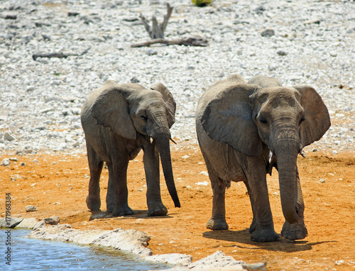 African Elephants walking beside a waterhole in Etosha   Namibia