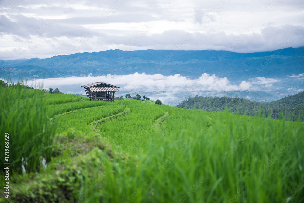 terrace rice field in morning with fog background