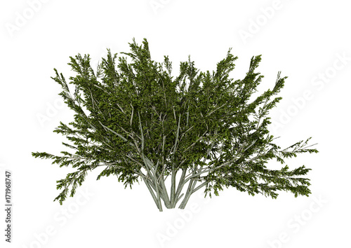 3D Rendering Creosote Bush on White photo