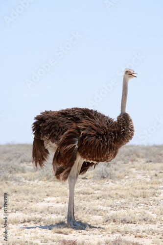 Lone Female Ostrich standing on the open plains in Etosha, NAMIBIA