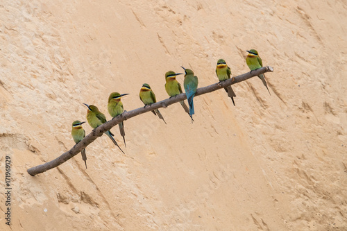 Blue-tailed Bee-eater (Merops philippinus) photo