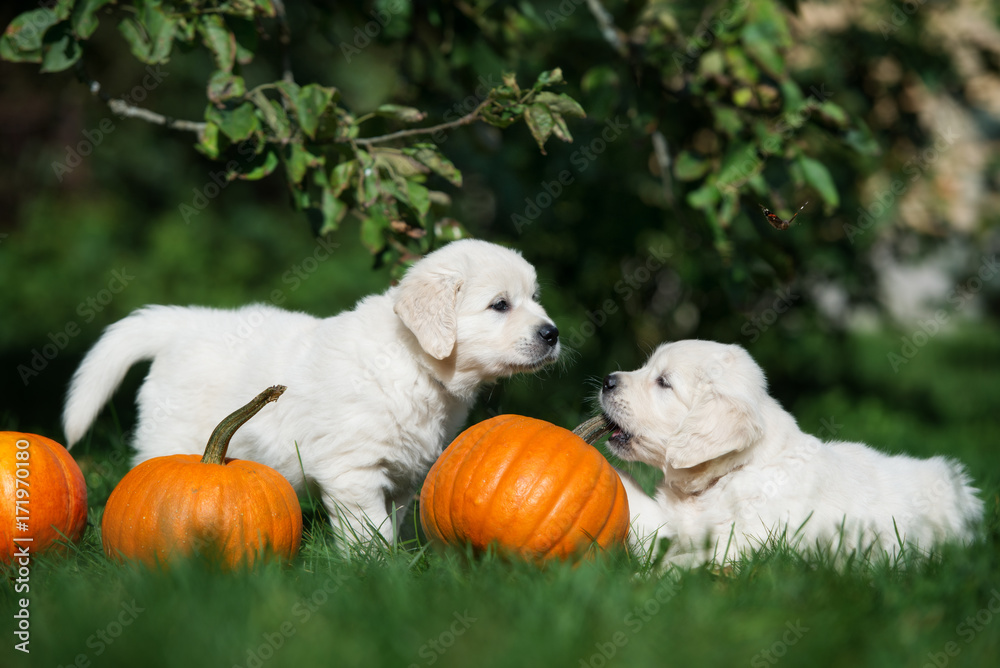Φωτογραφία two golden retriever puppies playing with pumpkins