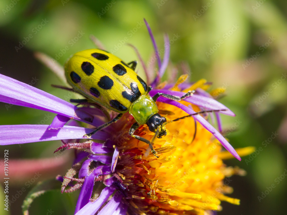 Obraz premium Spotted Cucumber Beetle on Aster Flower