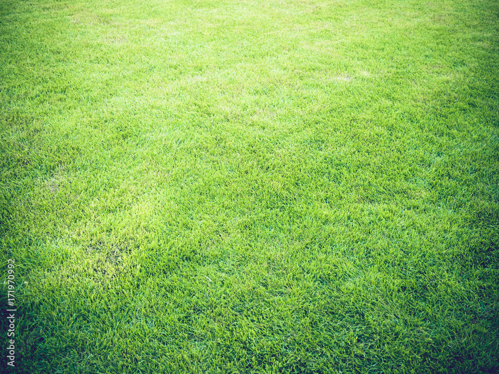 green grass texture blurs with golden light at sunset for the background  Stock Photo | Adobe Stock