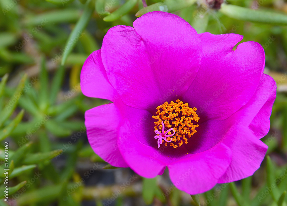 Portulace grandiflora flower in the garden (Rosemoss,Portulaca,Pigweed).Purple flower of Common Purslane.Floral background.Selective focus.
