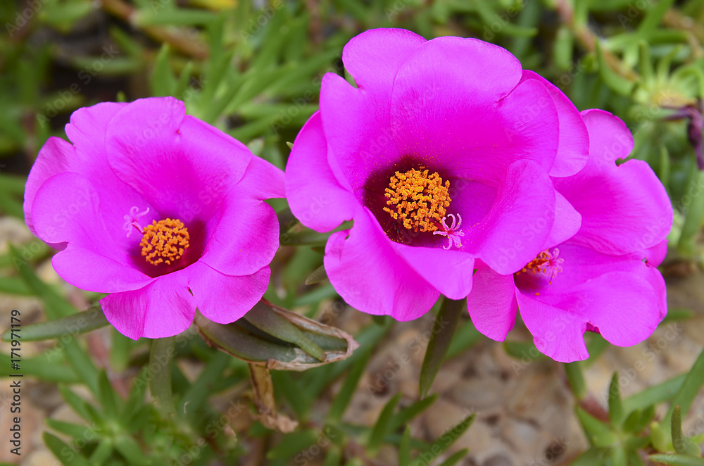 Portulace grandiflora flowers in the garden (Rosemoss,Portulaca,Pigweed).Purple flowers of Common Purslane.Floral background.Selective focus. Portulace grandiflora flowers in the garden (Rosemoss,Portulaca,Pigweed).Purple flowers of Common Purslane.Floral background.Selective focus.