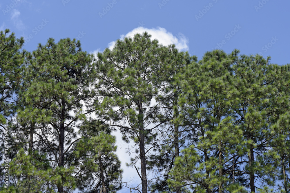 Close-up of pine treetops under blue sky with clouds Close-up of pine treetops under blue sky with clouds