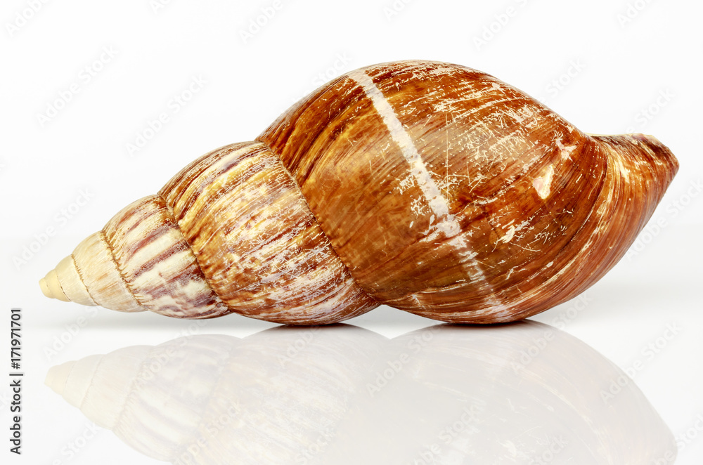 Shell isolated on white background.