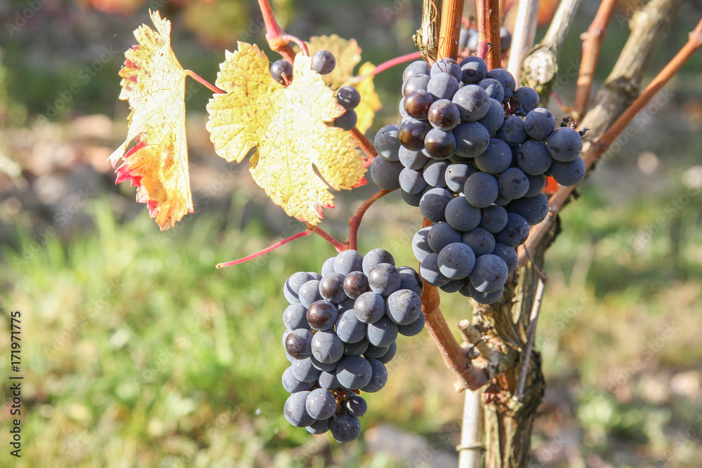 Fototapeta premium Raisin rouge