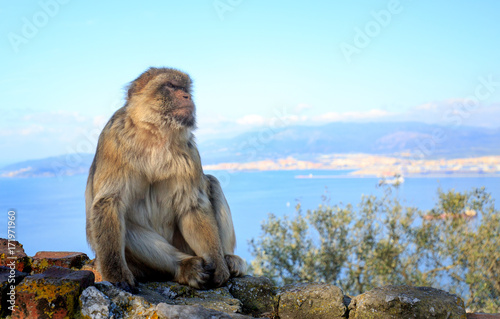 Barbery Macaque sittng on a wall with a landscaped background