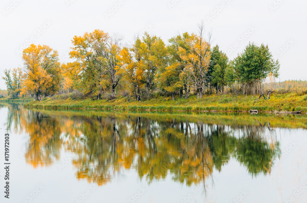 A group of trees in autumn on the bank of the river reflected trees reflection A group of trees in autumn on the bank of the river reflected trees reflection