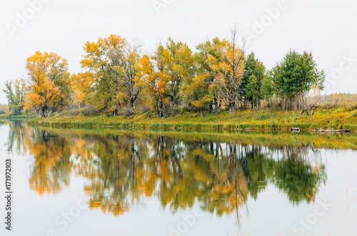 A group of trees in autumn on the bank of the river reflected trees reflection