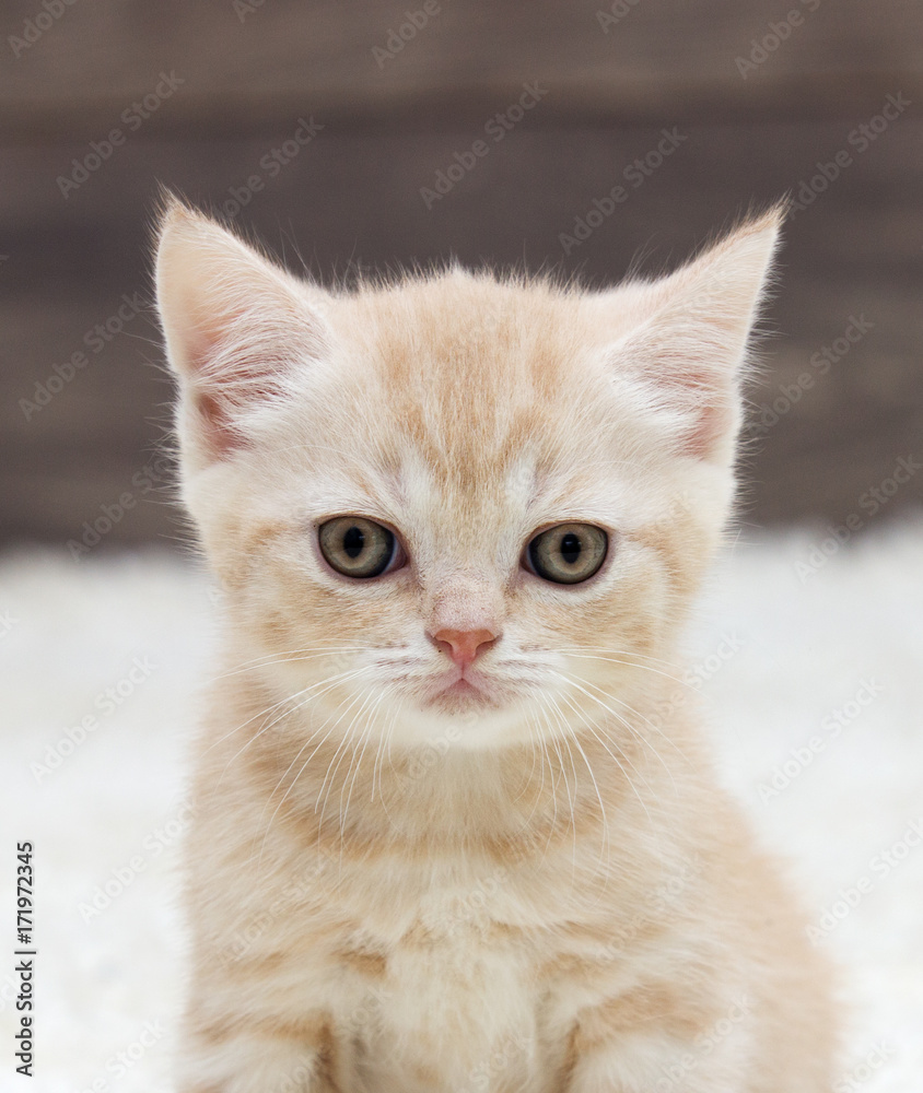 portrait of a striped kitten looks