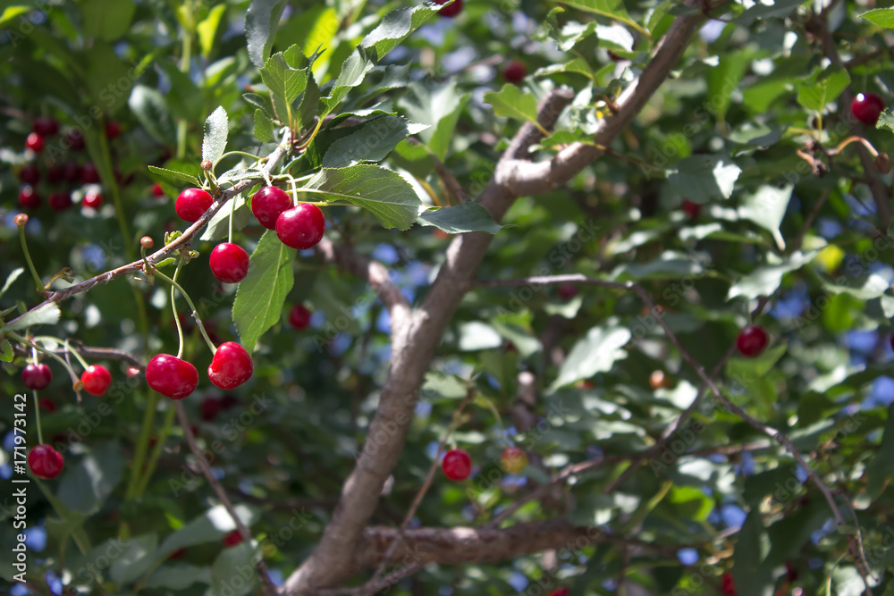 Fresh ripe cherries on branches in garden