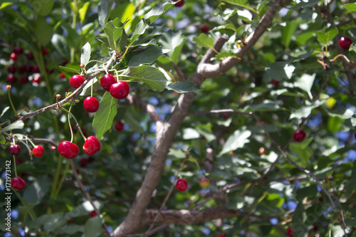 Fresh ripe cherries on branches in garden