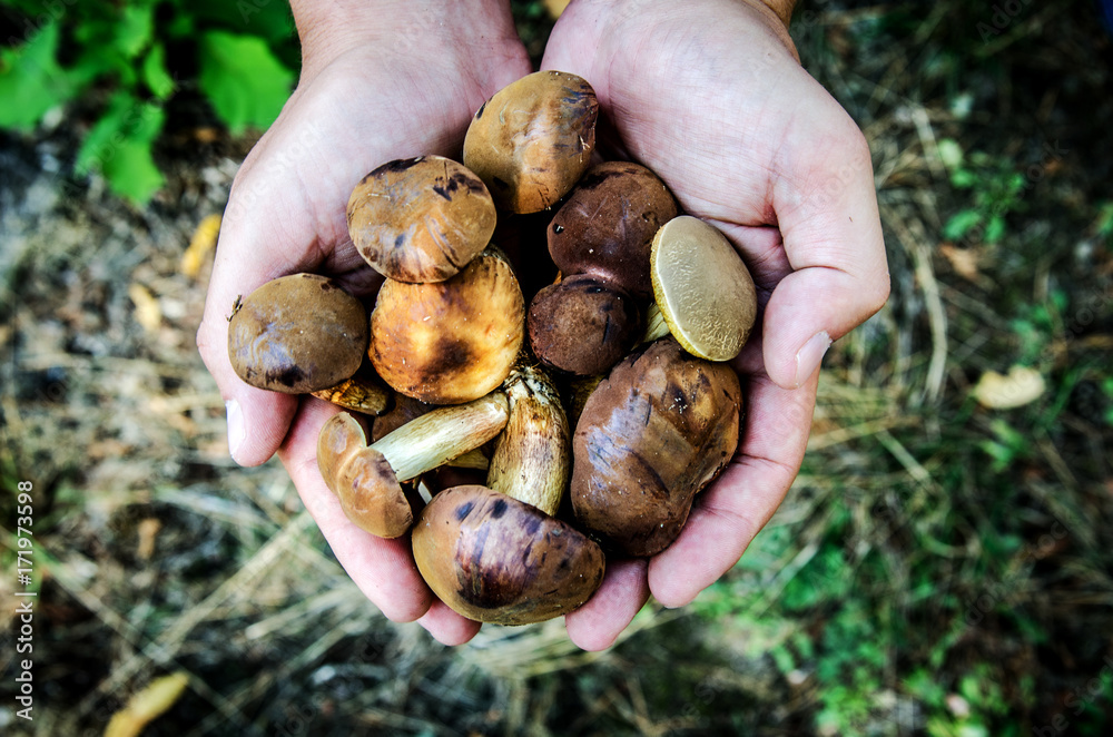 The mushroom picker holds the collected porcini
in his hands. The mushroom picker holds the collected porcini
in his hands.