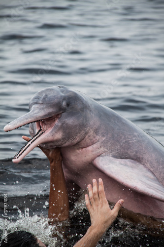 The Amazon pink dolphin