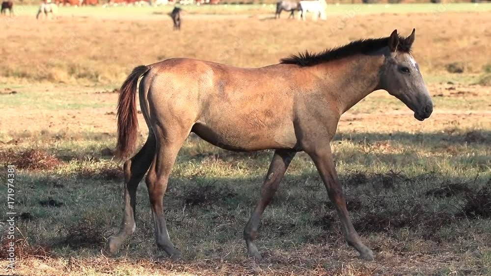 Purebred andalusian spanish horse walks on dry pasture at sunset Purebred andalusian spanish horse walks on dry pasture at sunset