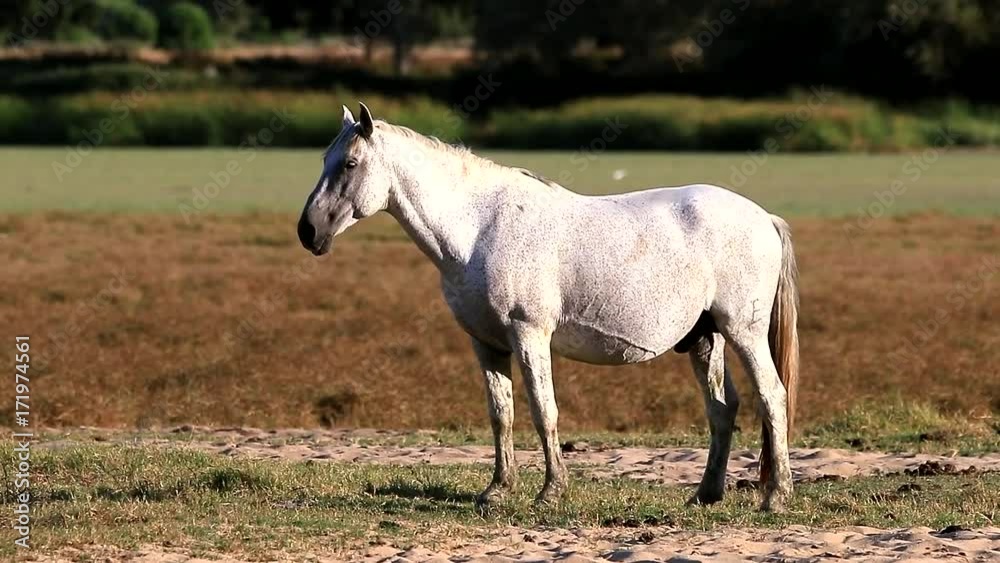 Purebred andalusian spanish horse standing and in erection on dry pasture at sunset