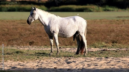 Purebred andalusian spanish horse standing and in erection on dry pasture at sunset photo