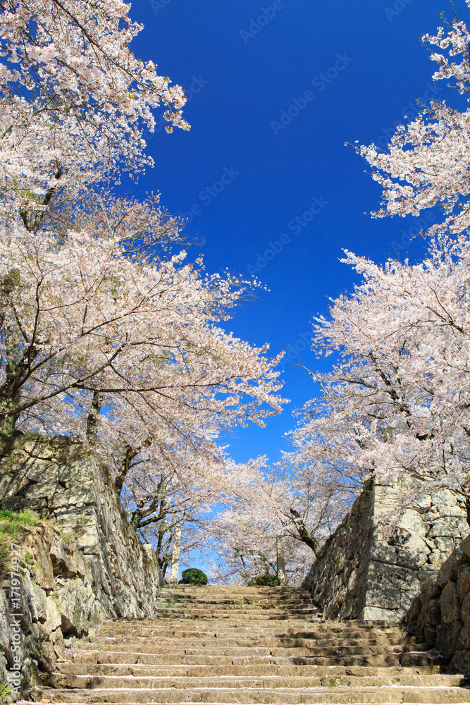 津山城 -春爛漫感動の桜- 津山城 -春爛漫感動の桜-