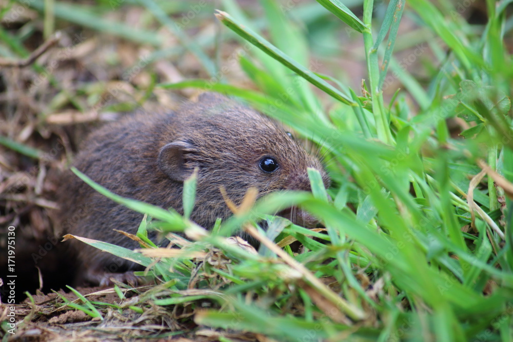 cute mouse cute mouse