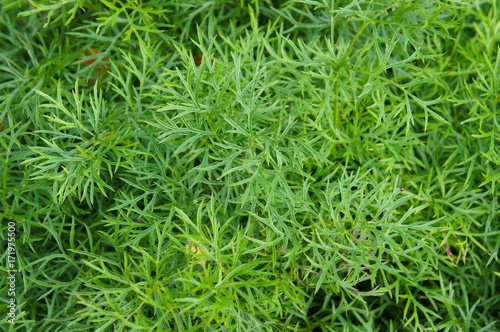 Pulsatilla armena green plant background