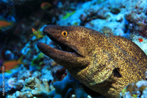 Yellow-edged moray eel