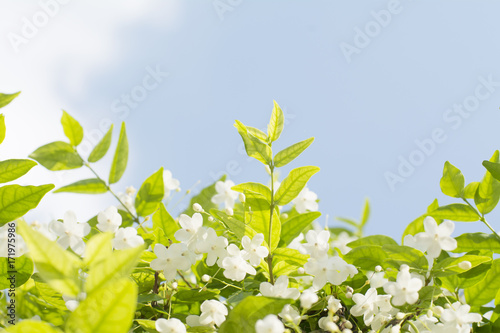 selective focus fresh and beautiful wild water plum flowers with blue sky background