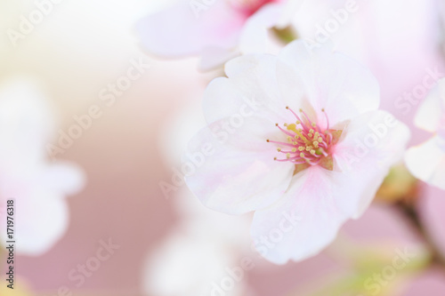 満開の桜 © photojapan