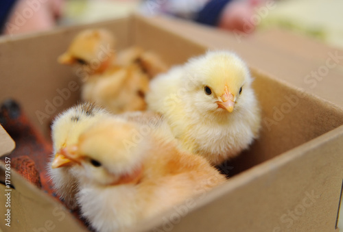 Small chickens in a cardboard box close-up. new life