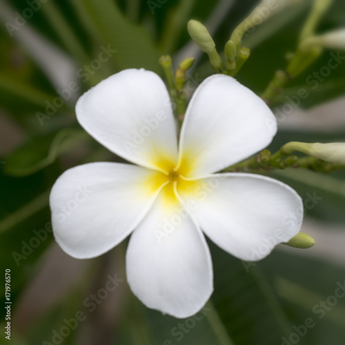 White Plumeria beautiful  tropical   Frangipani flower  