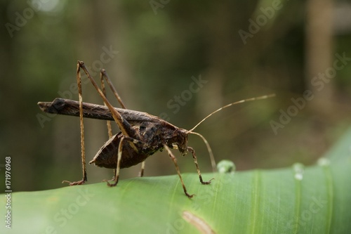 Grasshopper © Jonathan