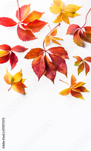 Autumn red orange yellow leaves overhead large vertical colorful group isolated on white background in studio