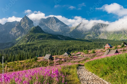 Tatra mountains, Poland landscape, colorful flowers and cottages in Gasienicowa valley (Hala Gasienicowa), summer tourist trail