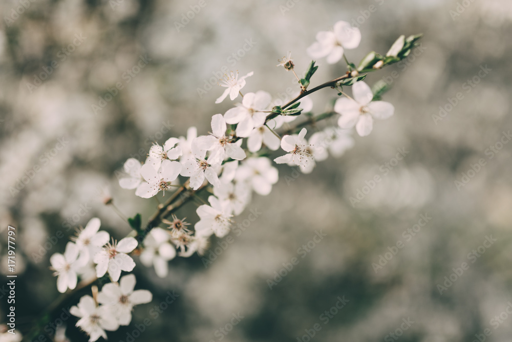 Kirschblüte Kirschblüte