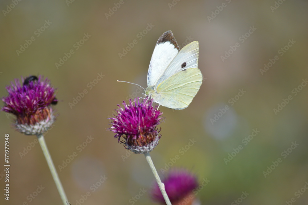 Büyük Beyazmelek Kelebeği, Pieris brassicae Büyük Beyazmelek Kelebeği, Pieris brassicae