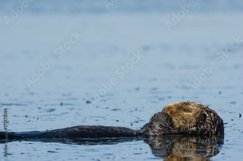 Napping Sea Otter © James