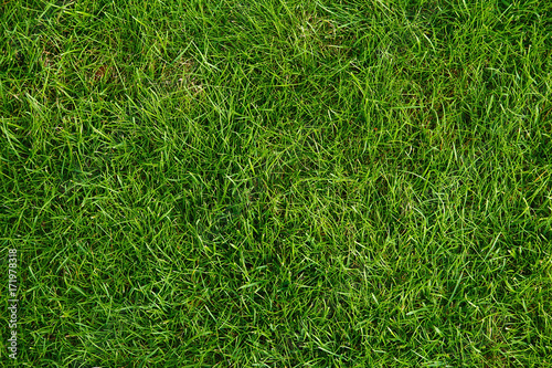 Green lawn for background.